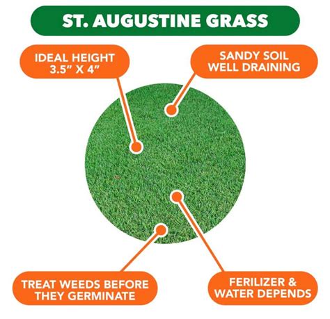 St Augustine Grass Guidelines