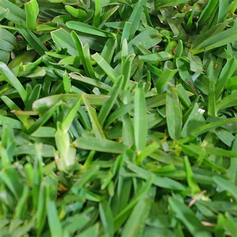 St Augustine Grass Lawn