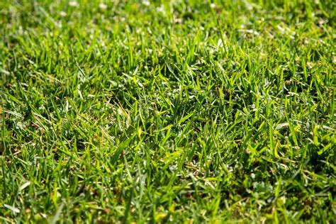 St Augustine Grass Maintenance