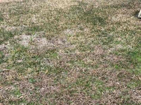 St Augustine Grass Problems