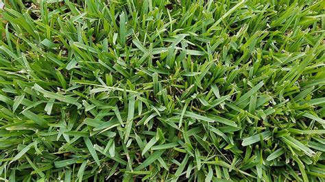 St Augustine Grass Tips