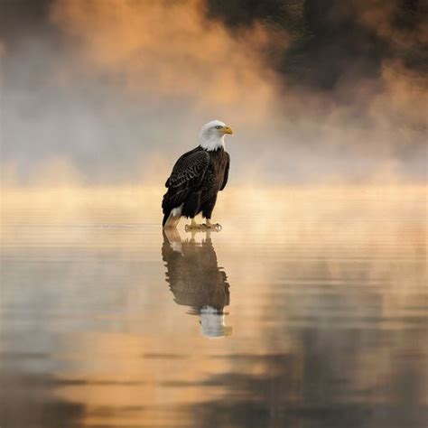 Stunning Eagle Visuals