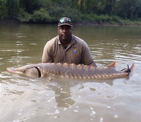 Sturgeon Fish Biology