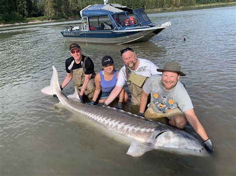 Sturgeon Fish Jumping