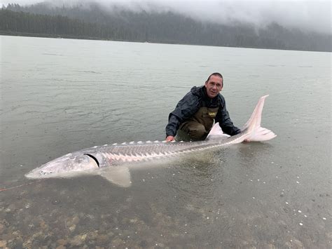 Sturgeon Fish Images