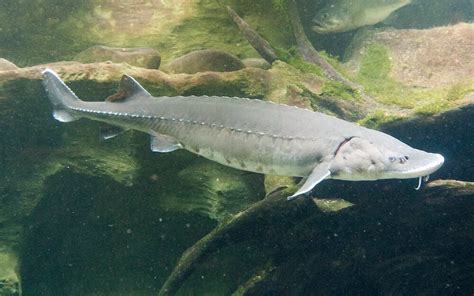 Sturgeon Fish Habitat