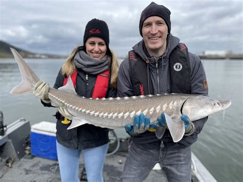 Sturgeon Fish Images