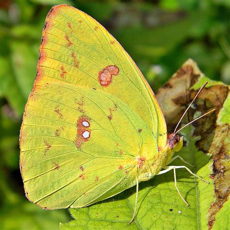 Sulfur butterfly