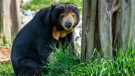 Sun bear in the forest