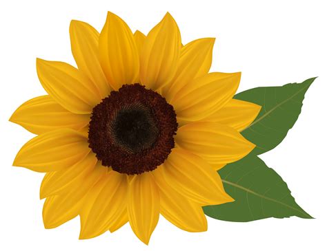 Description of Sunflower Printable