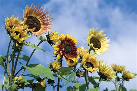 Sunflowers Coloring Page