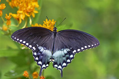 Swallowtail butterfly coloring page