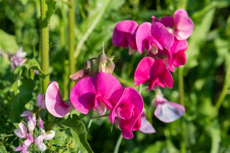 Sweet peas, the April birth flower