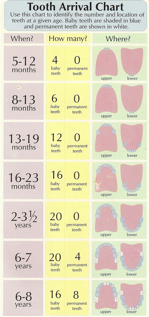 Teething Age Range