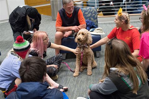 Therapy Canines in Action