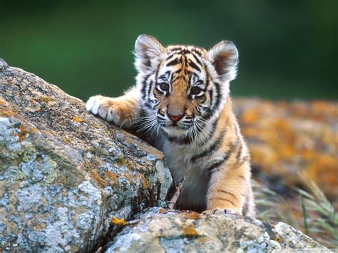 Tiger Cub