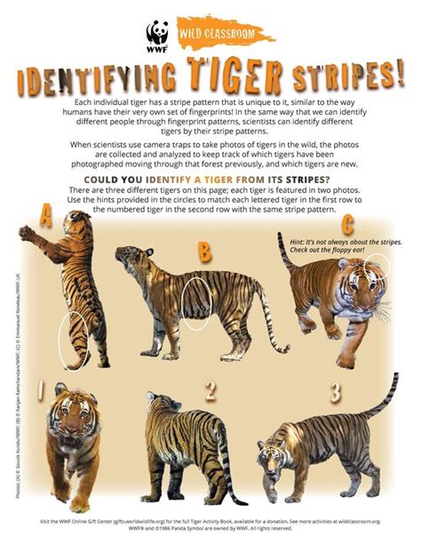 Tiger educational templates