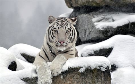 Tiger in Snow