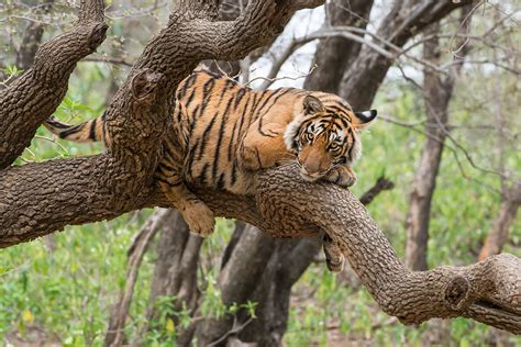 Tiger in Tree