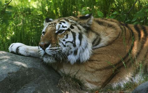 Tiger Resting