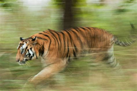 Tiger Running Fast