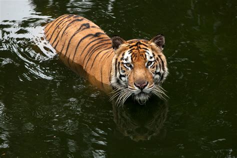 Tiger Swimming