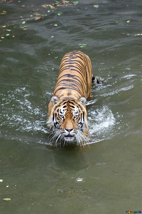 Tiger Swimming