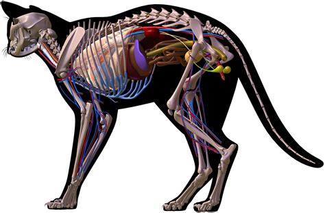 Tom cat physiology and health