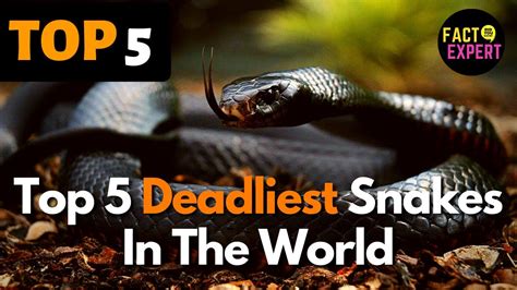 Top 5 Deadliest Snakes