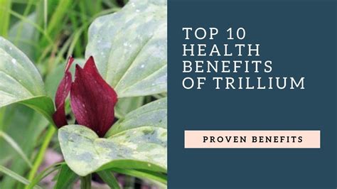 Benefits of Trilium Calendar