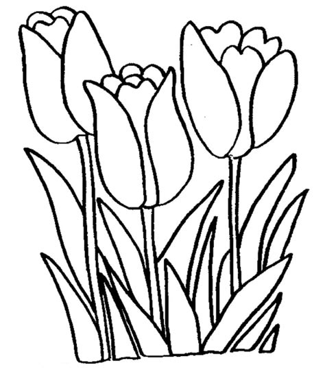 Tulip coloring pages for adults and children