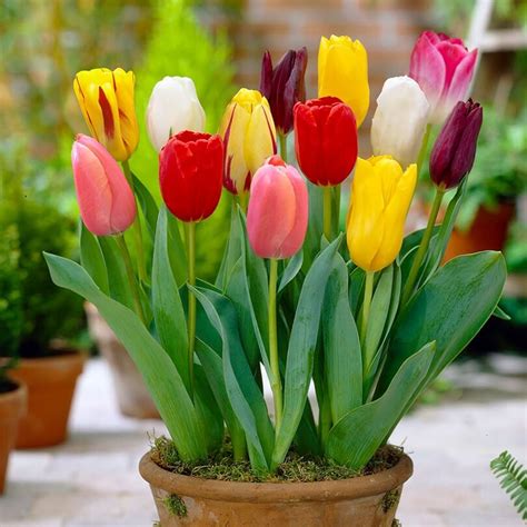 Tulip flower design