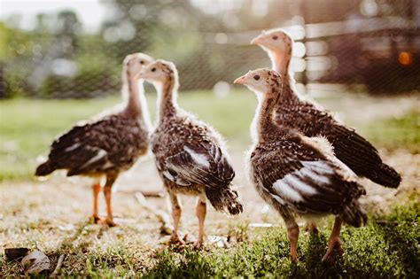 A picture of baby turkeys (poults) with their mother