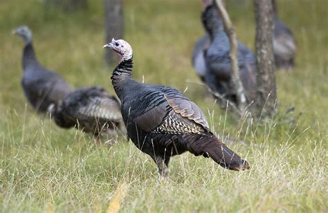 A conservationist monitoring wild turkey populations