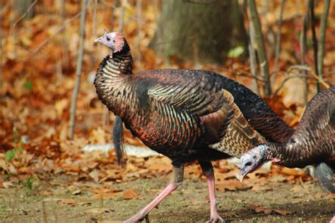 A conservationist monitoring wild turkey populations