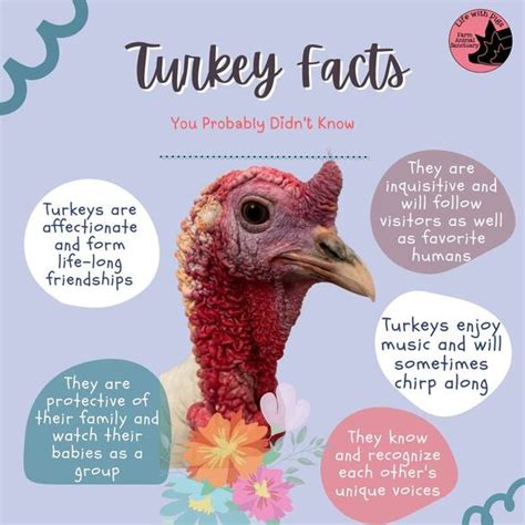 A picture of interesting turkey facts and trivia