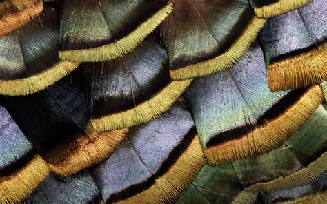 A close-up image of a turkey's feathers