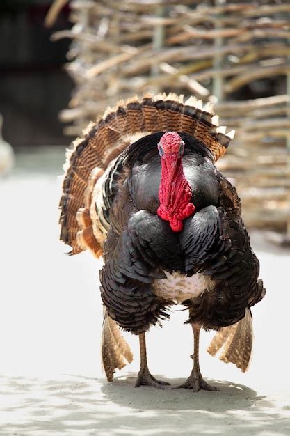 A picture of a male turkey's distinctive gobbler