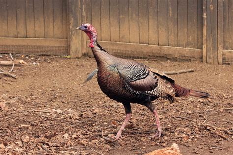 A forest habitat with wild turkeys