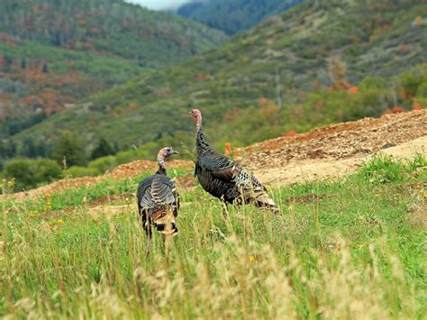 A forest habitat with wild turkeys