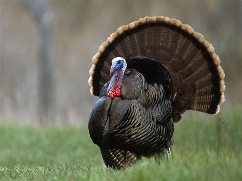 A male wild turkey displaying its feathers