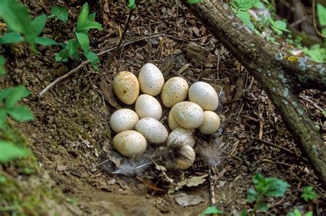 A picture of a turkey's nest with eggs