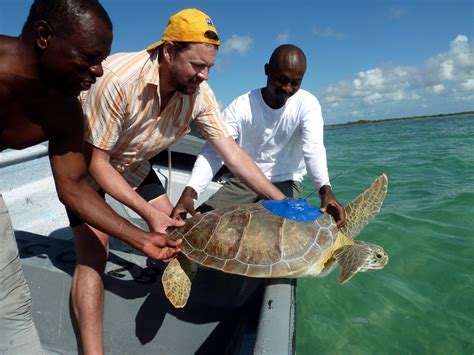 Turtle Conservation Efforts