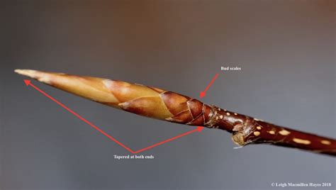 A diagram showing twig morphology