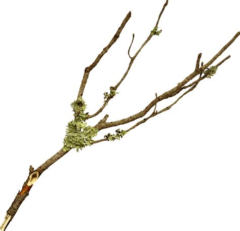 A picture of a twig on a branch