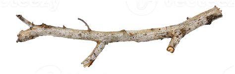 A close-up of a twig on a branch