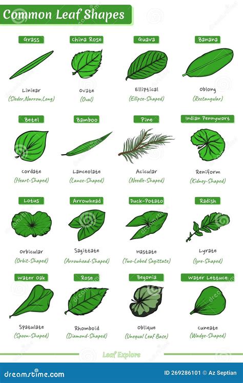 Types of Leaves