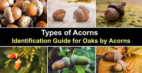 Types of acorns in clothes example