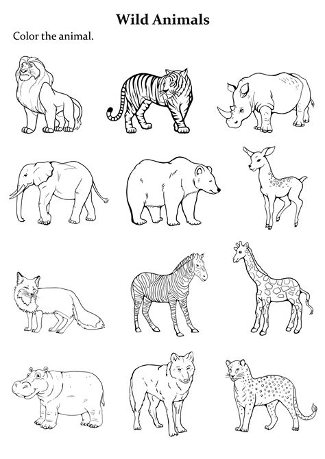 Variety of Animal Coloring Pages