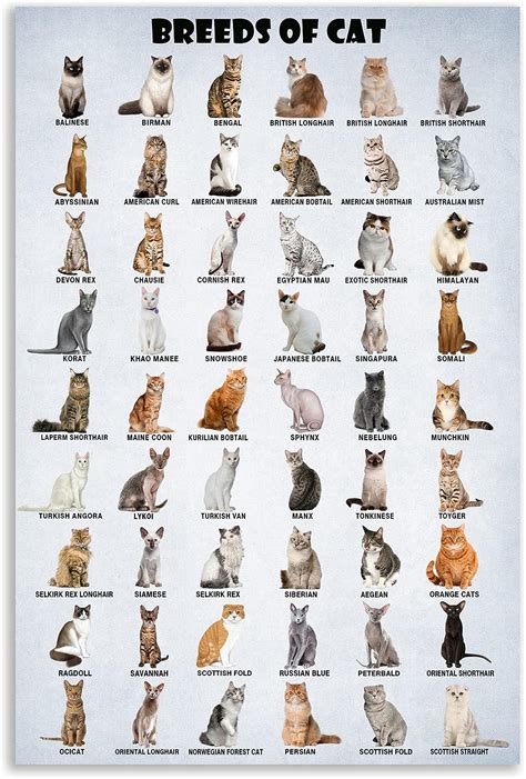 Types of Cat Templates